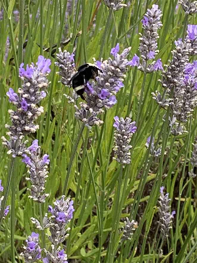 Bee lavender