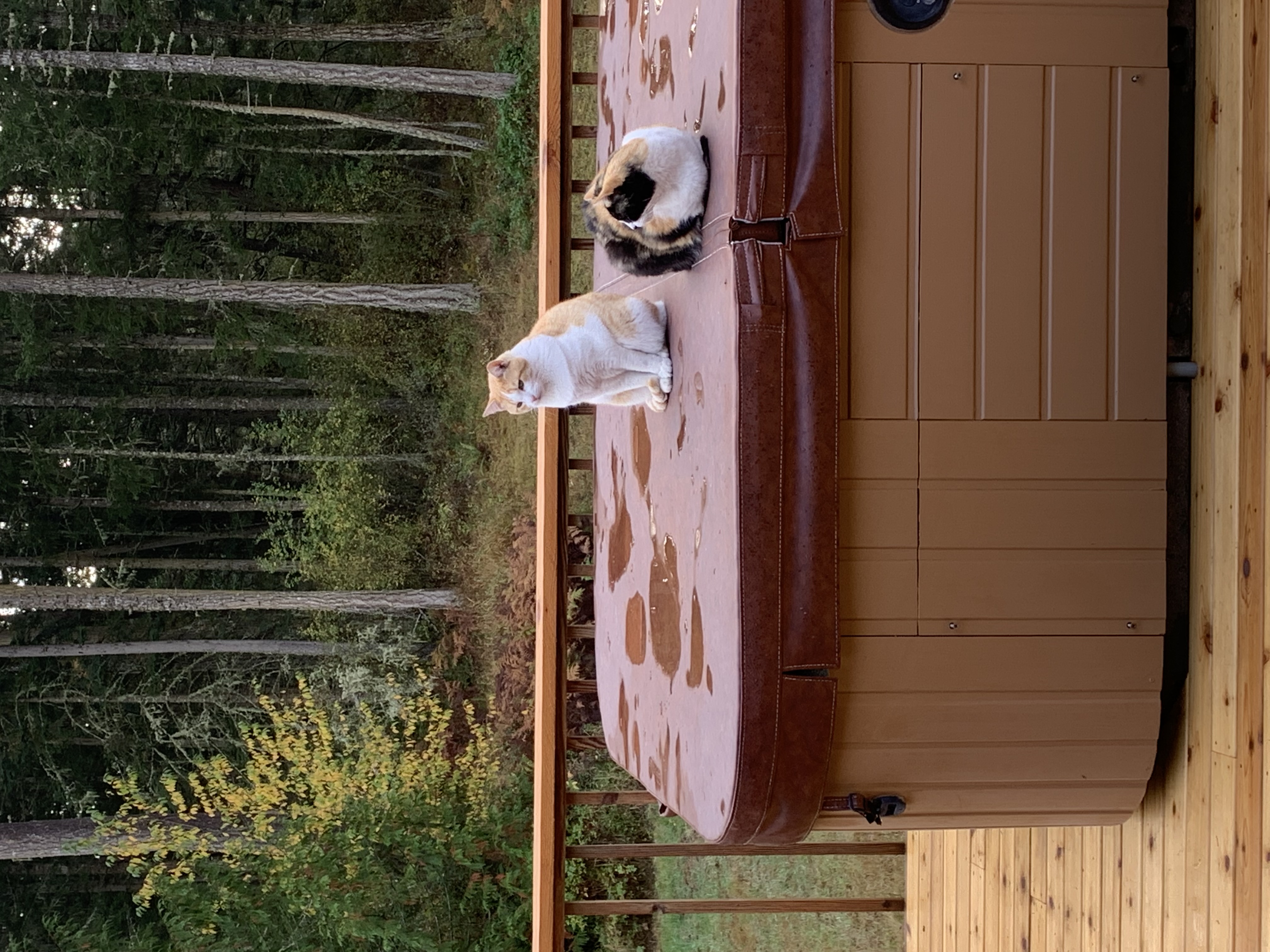 Cats on hot tub