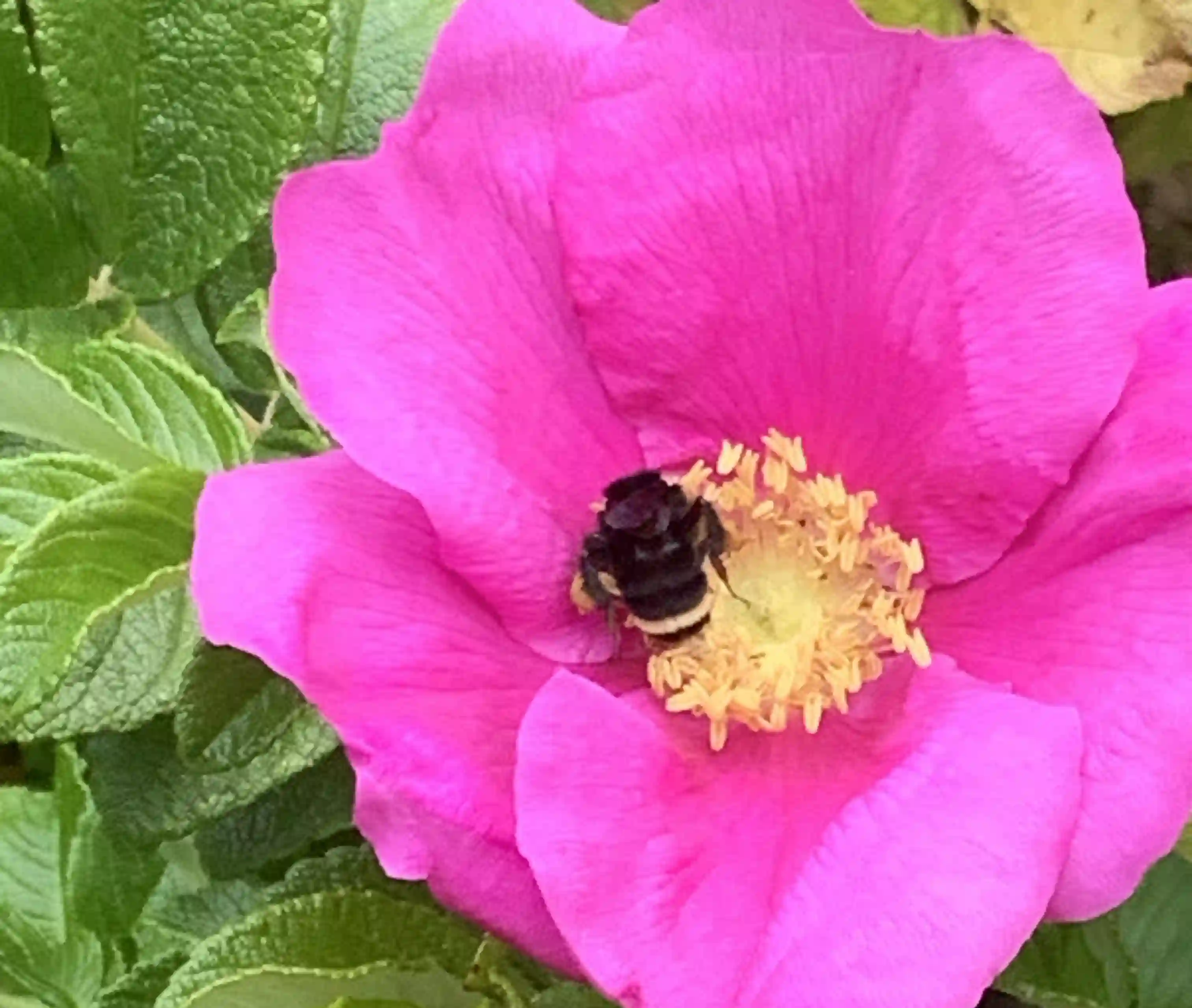 Flower with bee collecting nectar