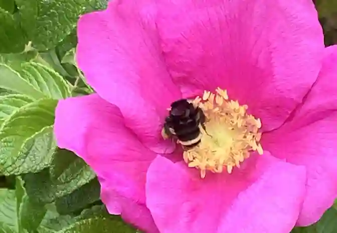 Flower with bee collecting nectar