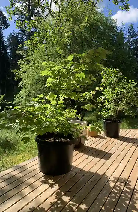 Pot planted tree on porch